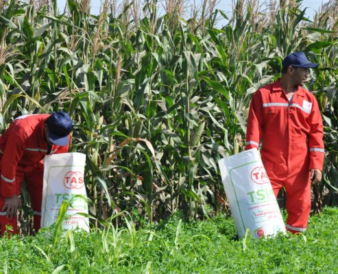 Single Super Phosphate SSP – Tas Flowrance Group