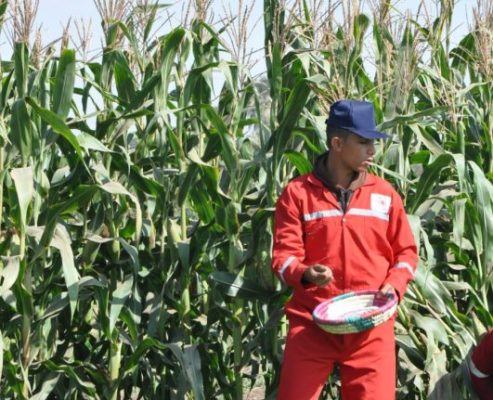 Single Super Phosphate SSP – Tas Flowrance Group