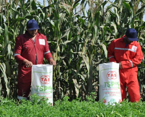 Single Super Phosphate SSP – Tas Flowrance Group